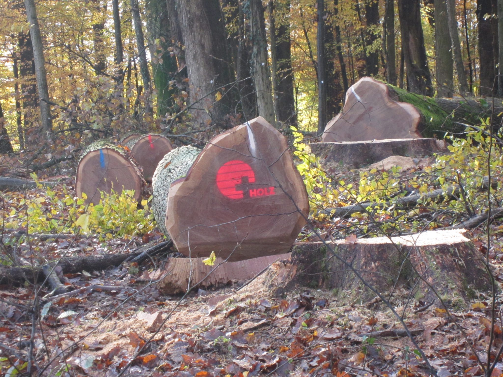 Amt für Wald beider Basel/LIGNUM