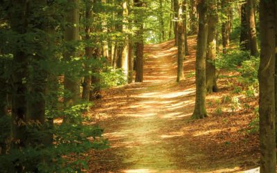 Réseau d’exploitations forestières de la Suisse