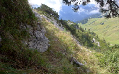 La forêt suisse en images