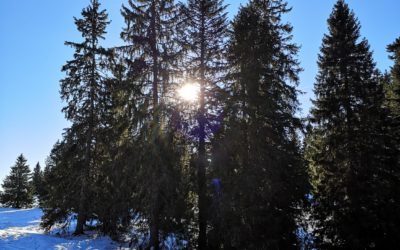 Le Conseil des Etats demande une stratégie globale pour l’adaptation de la forêt face aux changements climatiques