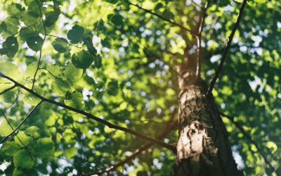 Les forêts suisses se portent mieux qu&rsquo;il y a huit ans
