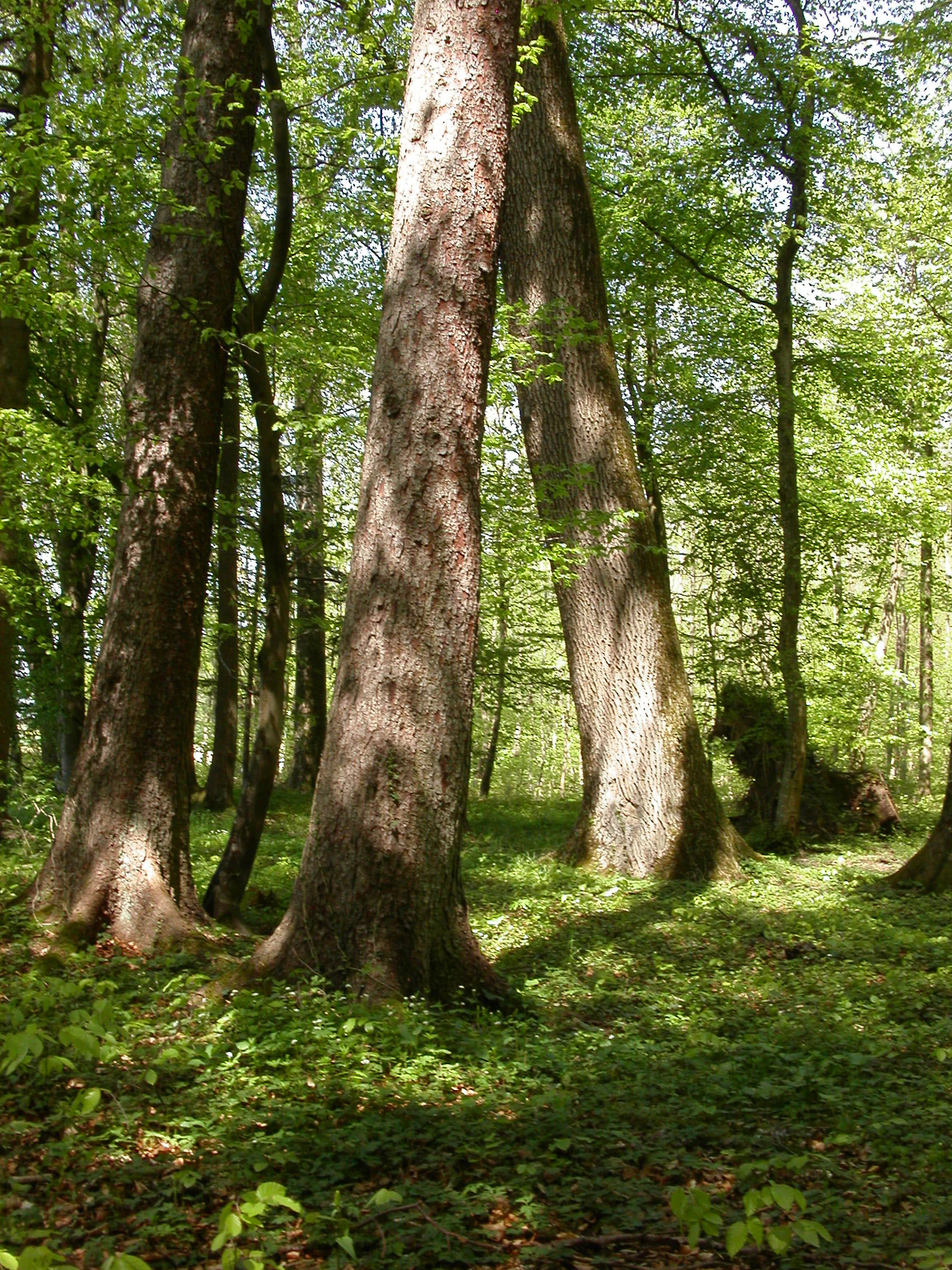 Michael Meuter, Zurich/LIGNUM